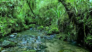 Forest sounds in the mountains, birds sound, gentle water sound, rain-forest sounds