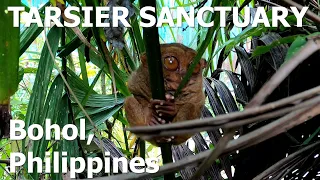 The Tarsier Sanctuary in Bohol, Philippines!