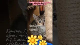 🌼Принцесса Ариэль 🌼ждёт своего человека в Новосибирске🌼 помогите нам пожалуйста репостами.