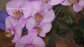 Посадка новых орхидей.  Сажаю заветные сорта.