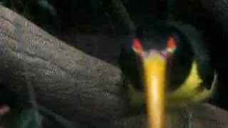 Toucan