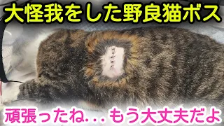 【野良猫保護】タヌキに噛まれ？大怪我をした野良猫ボス。お外生活頑張ったね...もう大丈夫だよ！