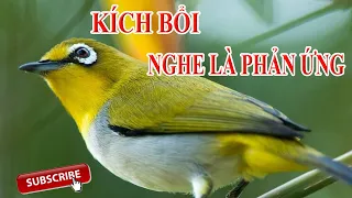 Khuyên líu kích bổi - SIÊU HAY Kích lửa vành khuyên líu đấu Vành khuyên líu đấu