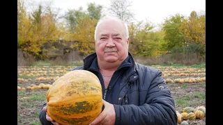 Високоврожайний гарбуз Український багатоплідний