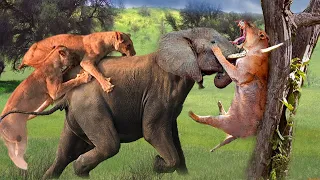 Lion vs Elephant  - The Elephant Madly Kills The Lions To Avenge The Death Of The Baby Elephant