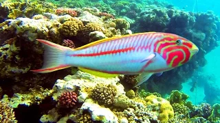 Egypt - Marsa Alam - Abu Dabbab beach,good for a shark attack