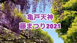 亀戸天神 藤まつり2021 Wisteria festival  Kameido Tenjin