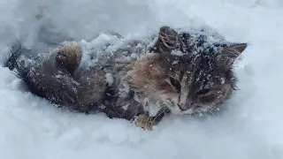 Miracle a poor cat was buried so deep in the snow that rescuer found her just in time