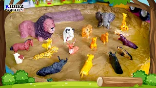 Carnivore Wild Animals & Herbivores Animals Muddy Adventure | Kids Learning Videos