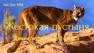 Nat Geo Wid. Жестокая пустыня.Дикие животные 24 часа.5 серия.