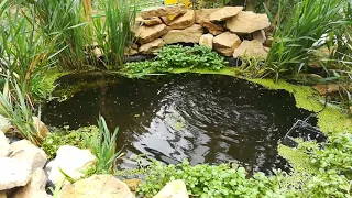 Bassins naturel sans filtre