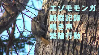 エゾモモンガの鳴き声～交尾（その前に別の雄？とのいざこざ）