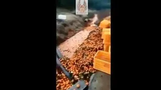 Китайские мандарины