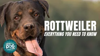 Rottweiler Dogs 101 Everything You Need To Know