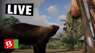 Live 🔴 | Rosomák Hugo a Rosa | Planet ZOO #16