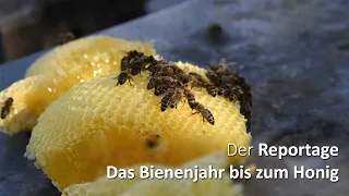 Das Bienenjahr - von der Blüte bis zum Honig - die Reportage