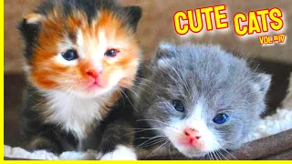 Cute Cats #Vol.17 🥰 Funny Cat Videos 2021 😹 Cute Cat Videos 2021