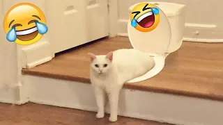❤️🤣 Funniest Cats and Dogs Videos 😻😹 Funniest Animals #15