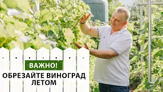 Важно! Обрезайте виноград летом