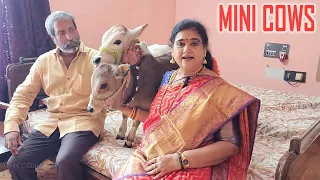 Mini Cows being raised in our House | Cute & Friendly Cows | Nadipathy Goshala