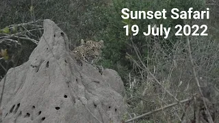 WildEarth - Sunset Safari - 19 July 2022