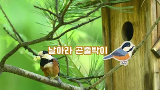 탐방원 인공새집에 번식을 마친 곤줄박이