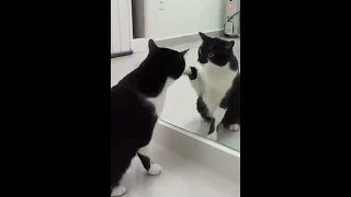 (WOW!) CAT REALIZES HIMSELF IN MIRROR