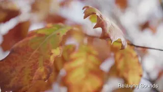 Autumn leaves blowing in the wind.