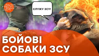 Веселі ВІДЕО З ПЕРЕДОВОЇ ❤️ Чотирилапі бійці, ЧАС КОПАТИ КАРТОПЛЮ і страхи дівчат на ФРОНТІ