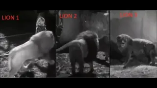 King of the jungle 1933 three male lion vs sumatran tiger