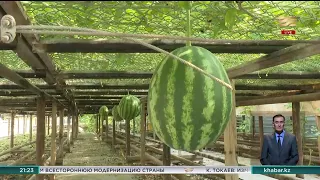 Первая бахчевая теплица появилась в Туркестанской области