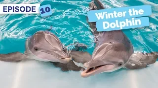When Winter Met Hope - Winter the Dolphin: Saving Winter - Episode 10