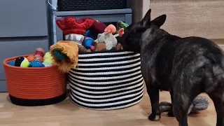 French bulldog toy selection