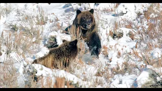"Wildlife" in White    4K -Wildlife Photography-Jackson Hole/Grand Teton National Park/Yellowstone