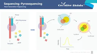 NGS Introduction - Creative Biolabs