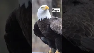 Eagle Sound 🦅