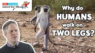 Why do humans walk on two legs? | General KnOWLedge