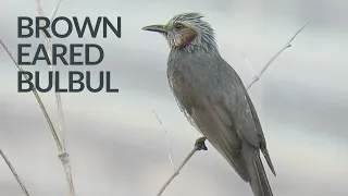 Brown-Eared Bulbul Singing With High Pitched Voice 🎶