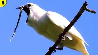 THE LOUDEST BIRD IN THE WORLD is a one-whiskered bell ringer, it makes a sound that bursts