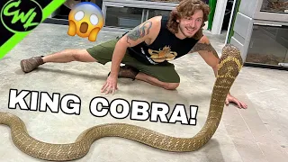 Close call with KING COBRA!