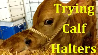Trying Halters On Our New Jersey Bull Calves