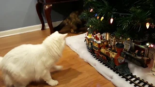 Cats Checking Out The Christmas Train