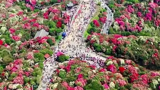 Rhododendron Bonsai Almost In Full Bloom in Bijie, Guizhou.