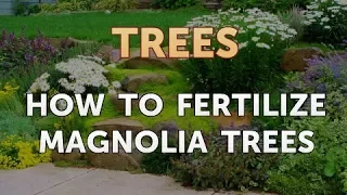 How to Fertilize Magnolia Trees