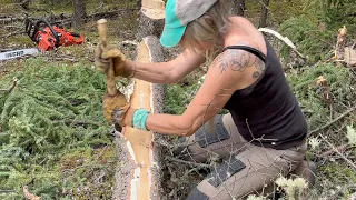 The start of a log Cabin SOLO- harvesting logs