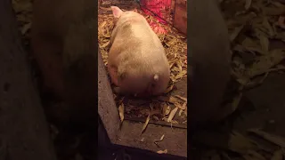 Mother pig giving birth