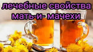 Мать-и-мачеха. Лечебные свойства. Домашняя аптека. Народные рецепты. Чай. Настой. Отвар.