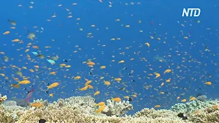 Самое масштабное обесцвечивание: учёные переживают за Большой барьерный риф