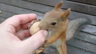 Самая забавная белка в парке / The funniest squirrel in the park