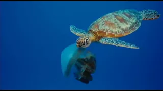 Turtle Eating Jelly Fish